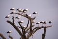 Storks on tree Royalty Free Stock Photo