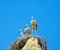 storks under a sunny blue sky. Royalty Free Stock Photo