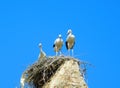 storks under a sunny blue sky. Royalty Free Stock Photo