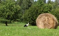 A stork and a haystack. Village. Daylight. Summer photography.