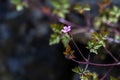 Storksbill flower Geranium robertianum, herb robert Royalty Free Stock Photo