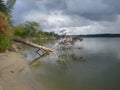 Before the storm. The bank of the deep Siberian river, a tree dumped by a storm into the dark expanse of water.