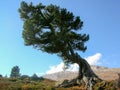 Storm-battered tree in the Swiss Alps Royalty Free Stock Photo