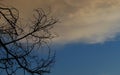 Storm Brewing above Dead Tree Royalty Free Stock Photo