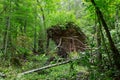 Storm broken spruce tree in summertime deciduous stand