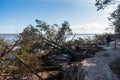 Storm broken trees on the Baltic sea coast, Kolka, Latvia