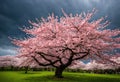 A storm cloud raining cherry blossoms