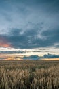 Storm clouds above the corn field in the evening Royalty Free Stock Photo