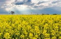 Storm clouds above a rape seed field Royalty Free Stock Photo