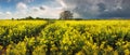 Storm clouds above a rape seed field Royalty Free Stock Photo