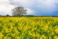 Storm clouds above a rape seed field Royalty Free Stock Photo