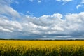 Storm Clouds and Canola Field