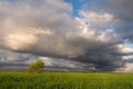 Storm clouds and a field of young wheat on a spring day Royalty Free Stock Photo