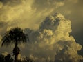 Storm Clouds in Florida sky with silhouette palm trees.