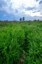 storm clouds forming over green meadow pastures Royalty Free Stock Photo