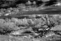 Storm clouds forming Sonora Desert Arizona in Infrared