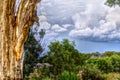 Storm clouds gather over the Bunya Mountains framed by soft-focussed trunk and foliage Royalty Free Stock Photo
