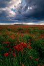 Storm clouds with heavy rain seen in a poppy field Royalty Free Stock Photo