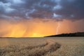 Storm clouds and lightning in the sunset sky over a field of wheat. Evening landscape Royalty Free Stock Photo