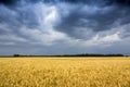 Storm Clouds Move In On Golden Wheat Field In Kansas Royalty Free Stock Photo
