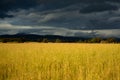 Storm Clouds Over Farmer`s Field With Sheep and Hills in the Background