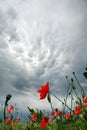 Storm clouds over a field of blossoming poppies Royalty Free Stock Photo