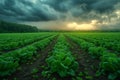 Storm clouds over field of brussels sprout Royalty Free Stock Photo