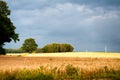 Storm clouds over the field of golden wheat Royalty Free Stock Photo