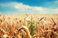 Storm clouds over the field of golden wheat Royalty Free Stock Photo