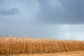 Storm clouds over a field of ripe wheat Royalty Free Stock Photo