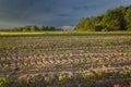 Storm clouds over a field of young corn Royalty Free Stock Photo