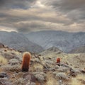 Storm Clouds over 49 Palms Oasis Trail at Joshua Tree National Park