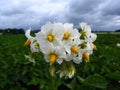 Storm Clouds over Potato Blossoms, Solanum tuberosum