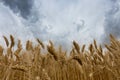 Storm clouds over wheat field. Royalty Free Stock Photo