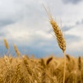 Storm clouds over wheat field. Royalty Free Stock Photo