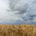 Storm clouds over wheat field. Royalty Free Stock Photo