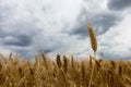 Storm clouds over wheat field. Royalty Free Stock Photo