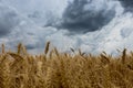 Storm clouds over wheat field. Royalty Free Stock Photo