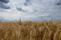 Storm clouds over wheat field. Royalty Free Stock Photo