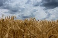 Storm clouds over wheat field. Royalty Free Stock Photo