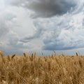 Storm clouds over wheat field. Royalty Free Stock Photo