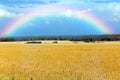 Storm clouds over wheat field Royalty Free Stock Photo