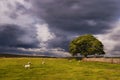 Storm Clouds over a Yorkshire Pasture near Wharfedale Royalty Free Stock Photo