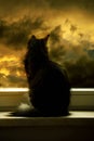After storm comes a beatiful sunset and cats enjoy to watch it