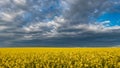 Endless agricultural field in countryside. Flowers of rapeseed oil plant Royalty Free Stock Photo