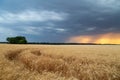 Storm cyclones and mesocyclones over the fields with a crop of wheat. Rainy dark clouds in the sunset sky