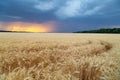 Storm cyclones and mesocyclones over the fields with a crop of wheat. Rainy dark clouds in the sunset sky Royalty Free Stock Photo