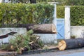Storm damage. Broken tree in city