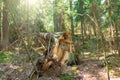 Storm damage, broken tree in the forest.