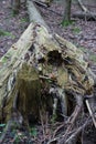 Storm damage: Broken tree in woods, autumn forest Royalty Free Stock Photo